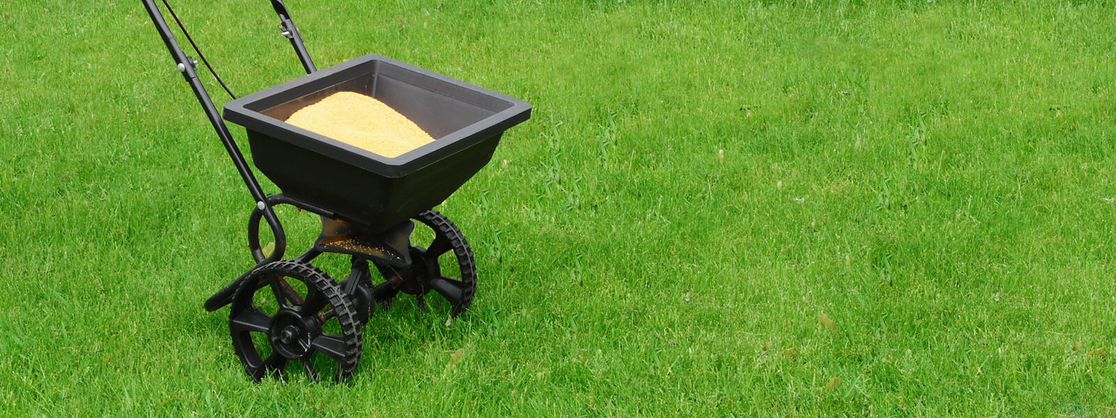 Seeding After Moss Removal Shrekfeet