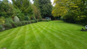 scarify lawn