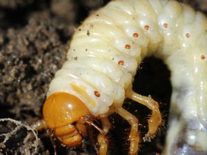 lawn pests