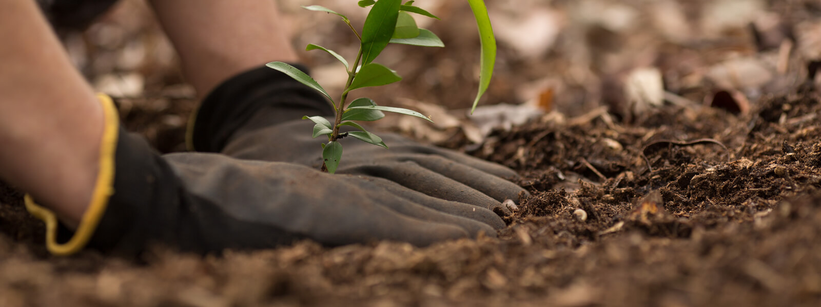 planting and borders shrekfeet