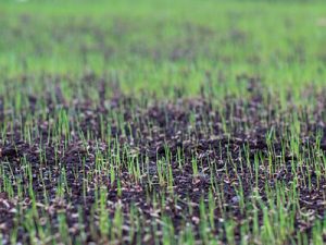 seeding lawn