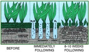 lawn aeration