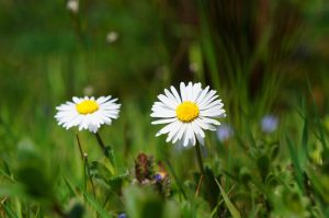 Daisys