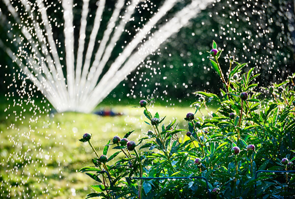 watering lawn