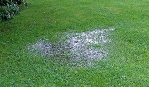 waterlogged lawn