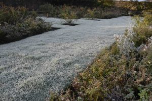 frost on lawn