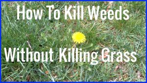 How to kill weeds but not the grass