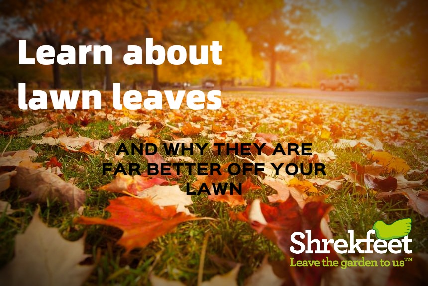 Complete Guide to Lawn Leaf Care Complete Guide to Lawn Leaf Care