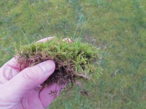 Killing Moss on Lawns