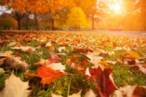 leaves on lawn