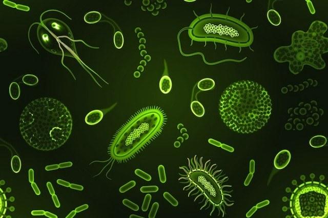 Microbial Activity Microbial Activity