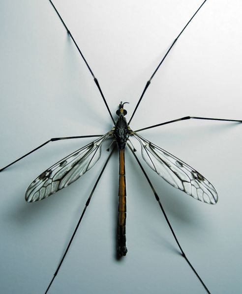 Crane Fly