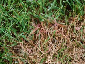 Lawn Diseases and Fungal Attacks