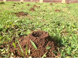 Lawn Ants
