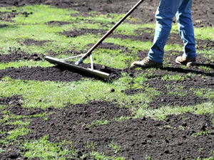 Top Dressing