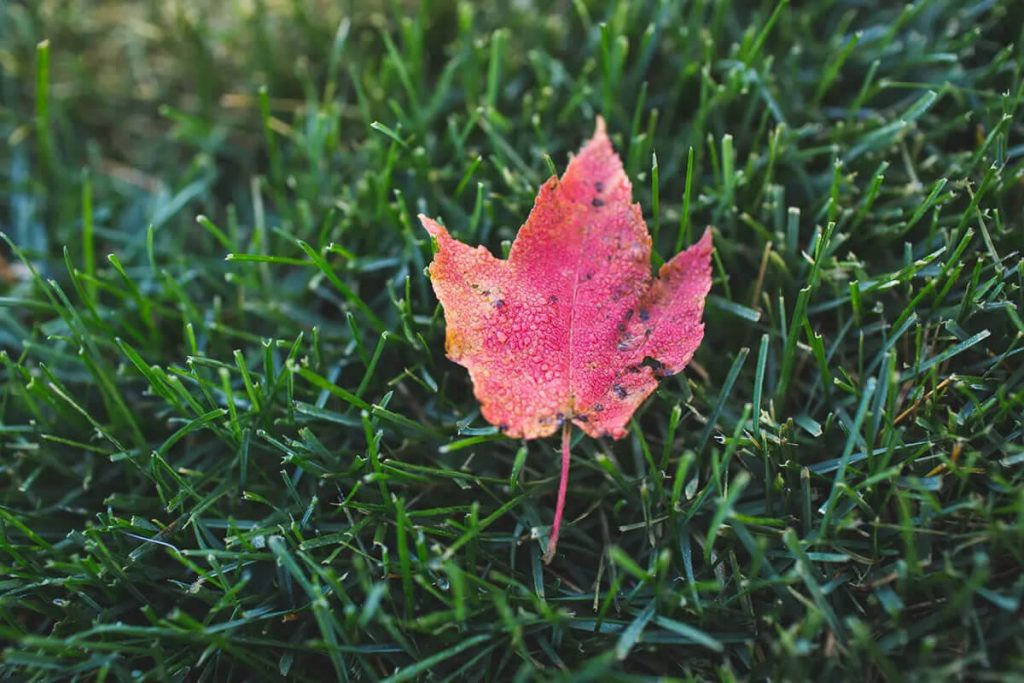 Autumn Lawn Treatment Plan