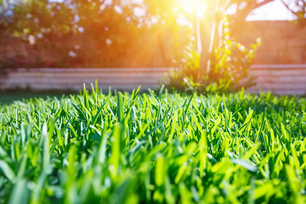 Summer Lawn Treatment Plan