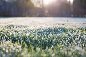 Frost on a lawn