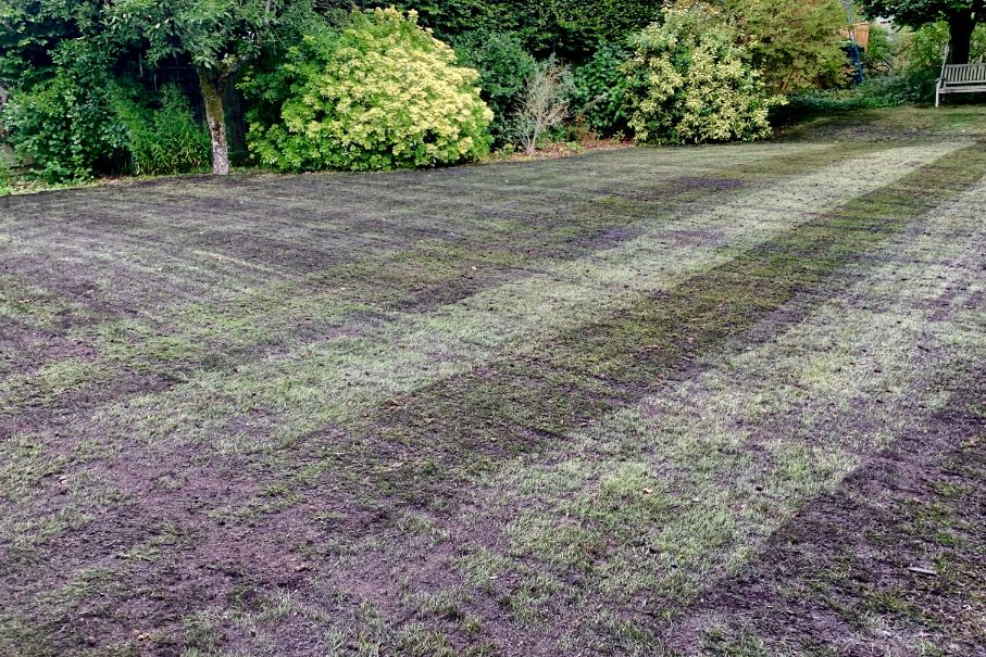 lawn after topdressing shrekfeet lawncare