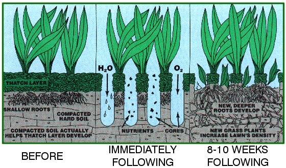 Aeration encourages root development