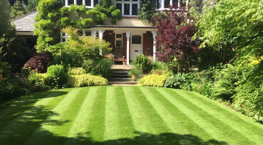 Lush green lawn