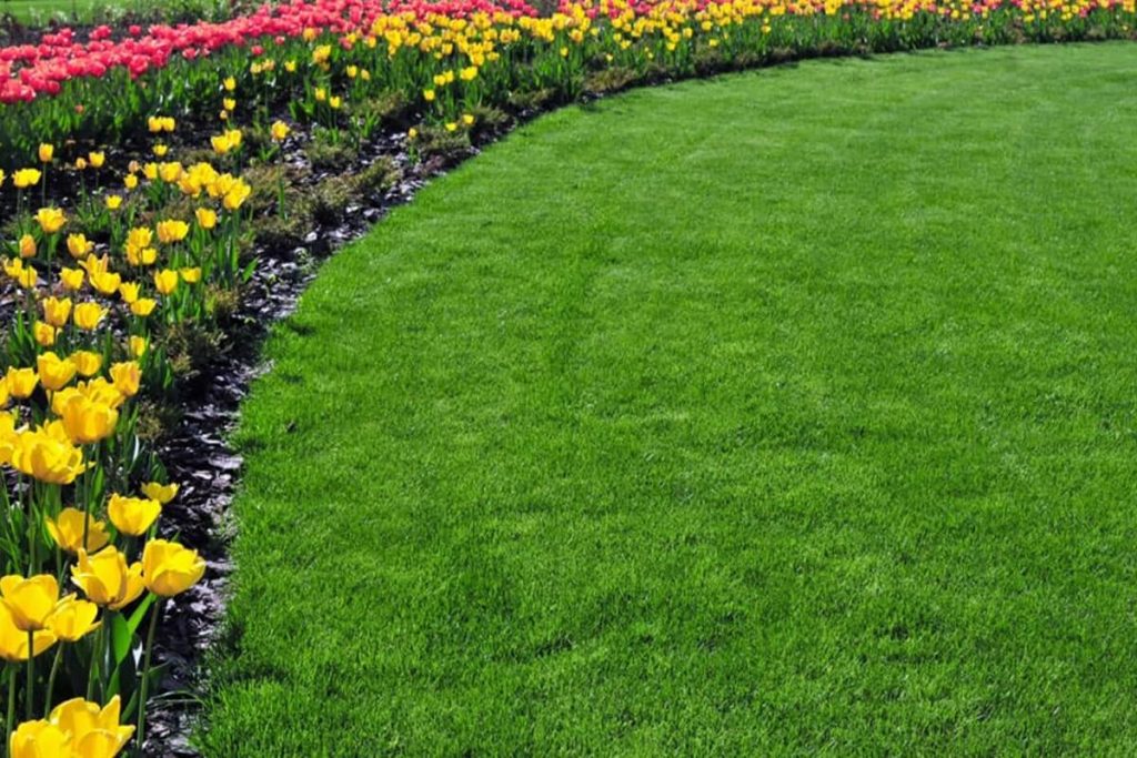 Spring Lawn Treatment Plan