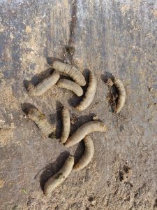 Crane fly larvae - leatherjackets