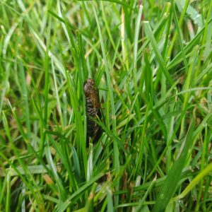 Leatherjacket larvae casing in lawn