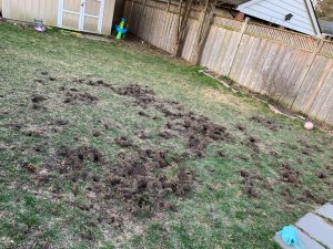 chafer grub damage to lawn damage
