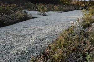 winter frost on a domestic lawn
