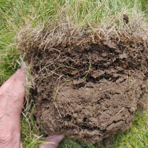 surface thatch in domestic lawn turf