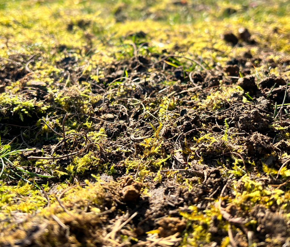 lawn damage grubs