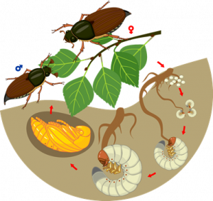 chafer grub life cycle