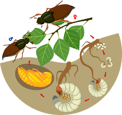 chafer grub life cycle