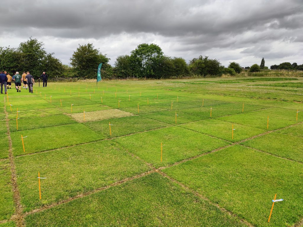 lawn seed trial plots