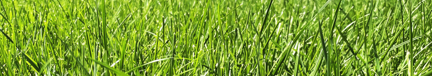 professional lawncare hampshire west-sussex surrey