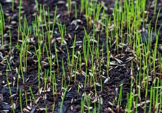 topdressing and over-seeding