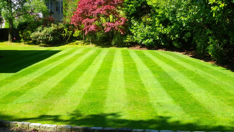 When the lawn dries out and doesn't recover