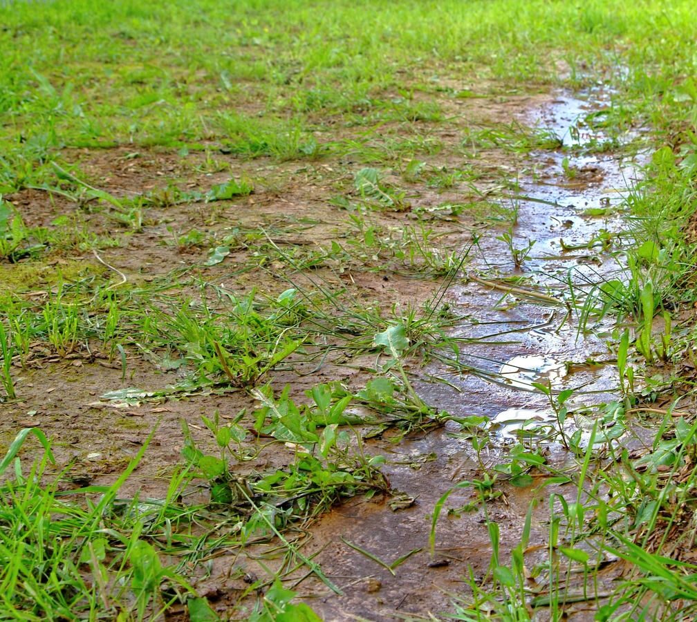 Waterlogged lawn with a soft muddy surface after persistent autumn rain