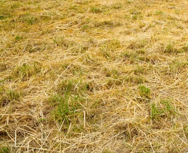 When the lawn dries out and doesn't recover
