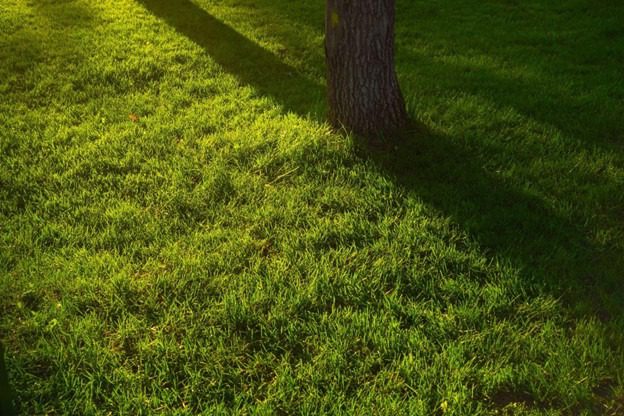 When the lawn is patchy and uneven