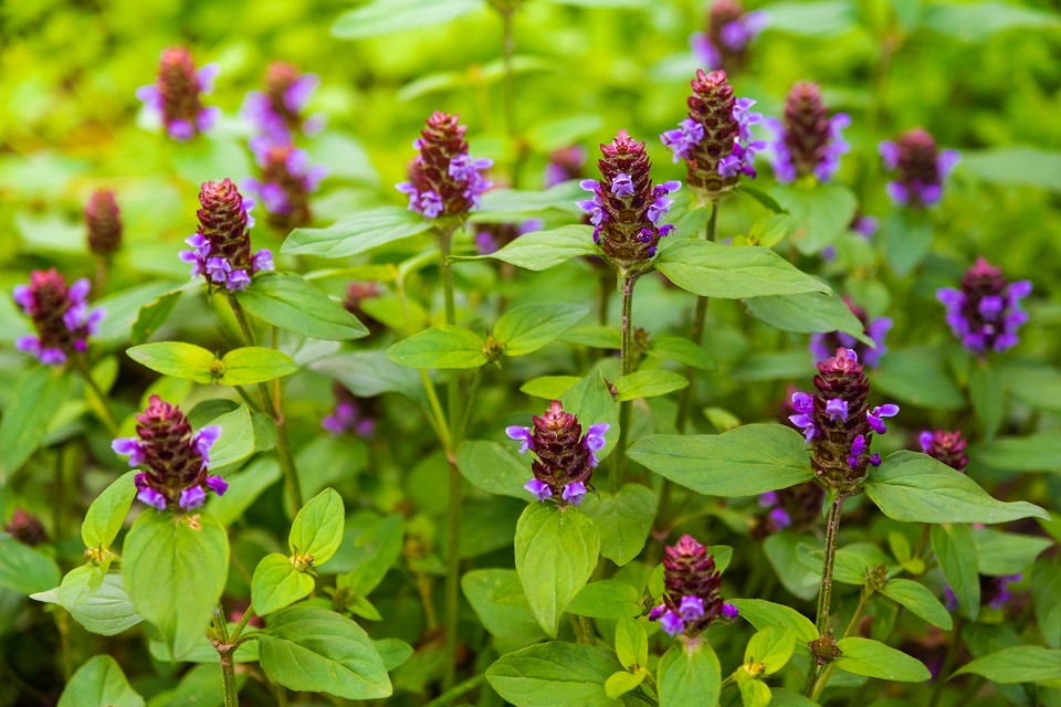 Selfheal showing purple-violet flower spikes in a lawn