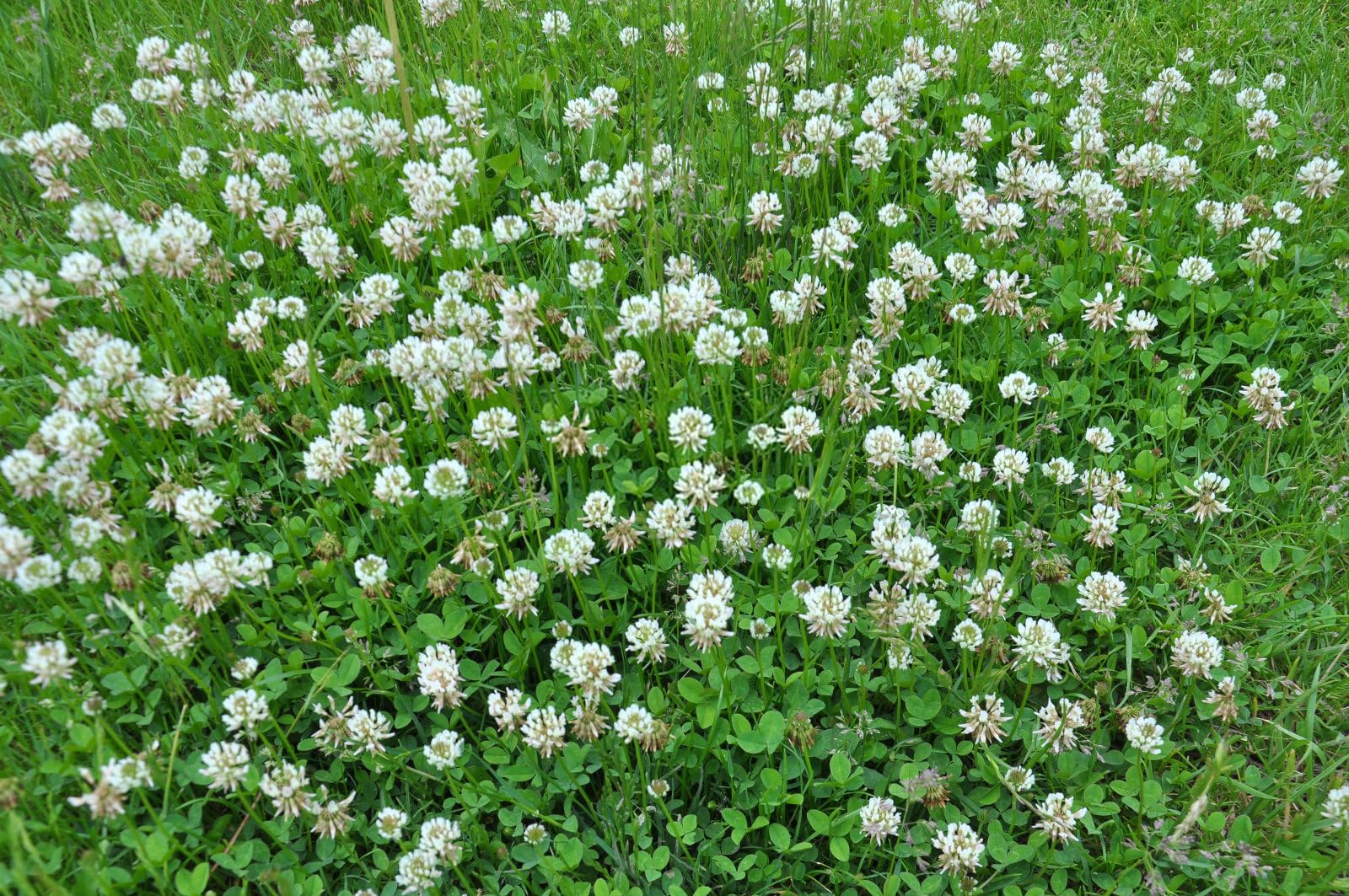 White clover spreading across a lawn with distinctive three-part leaves