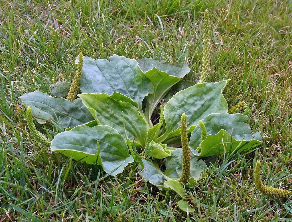 Broadleaf plantain rosette with prominent veined leaves in a lawn