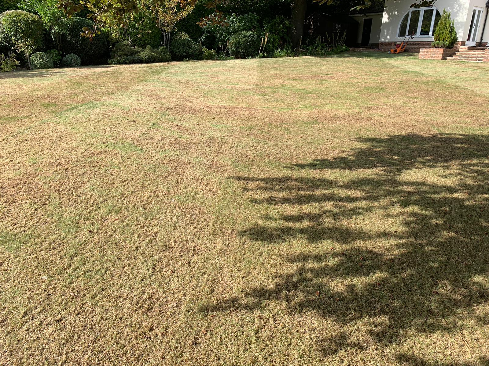 When the lawn dries out and doesn't recover