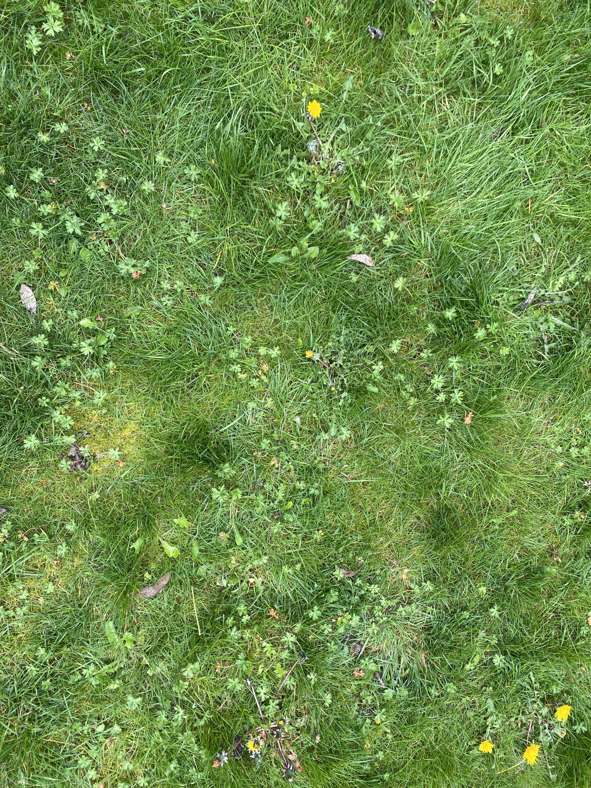 Dandelion rosette growing in a lawn with yellow flower