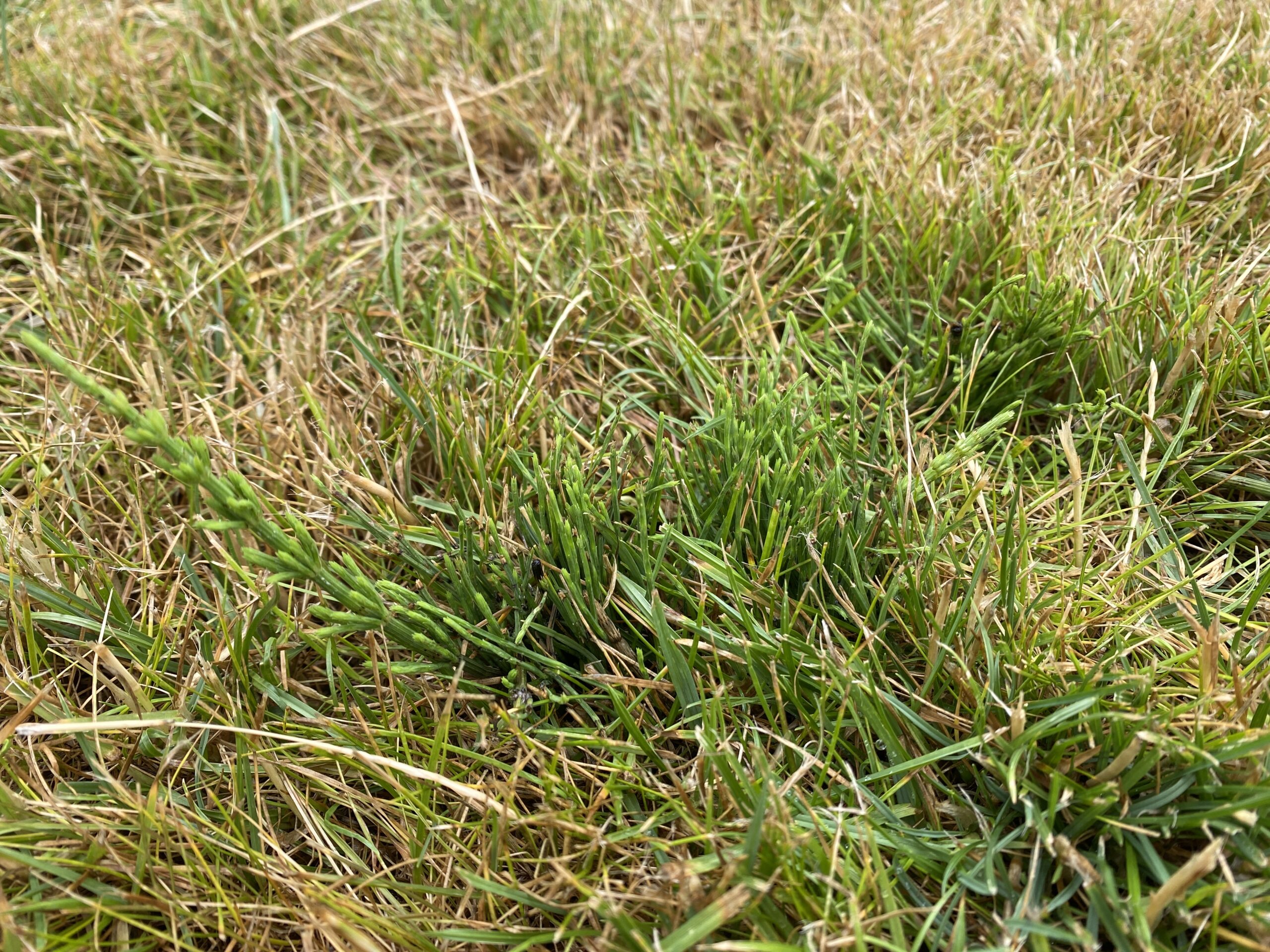 When weeds are spreading through a weakened lawn