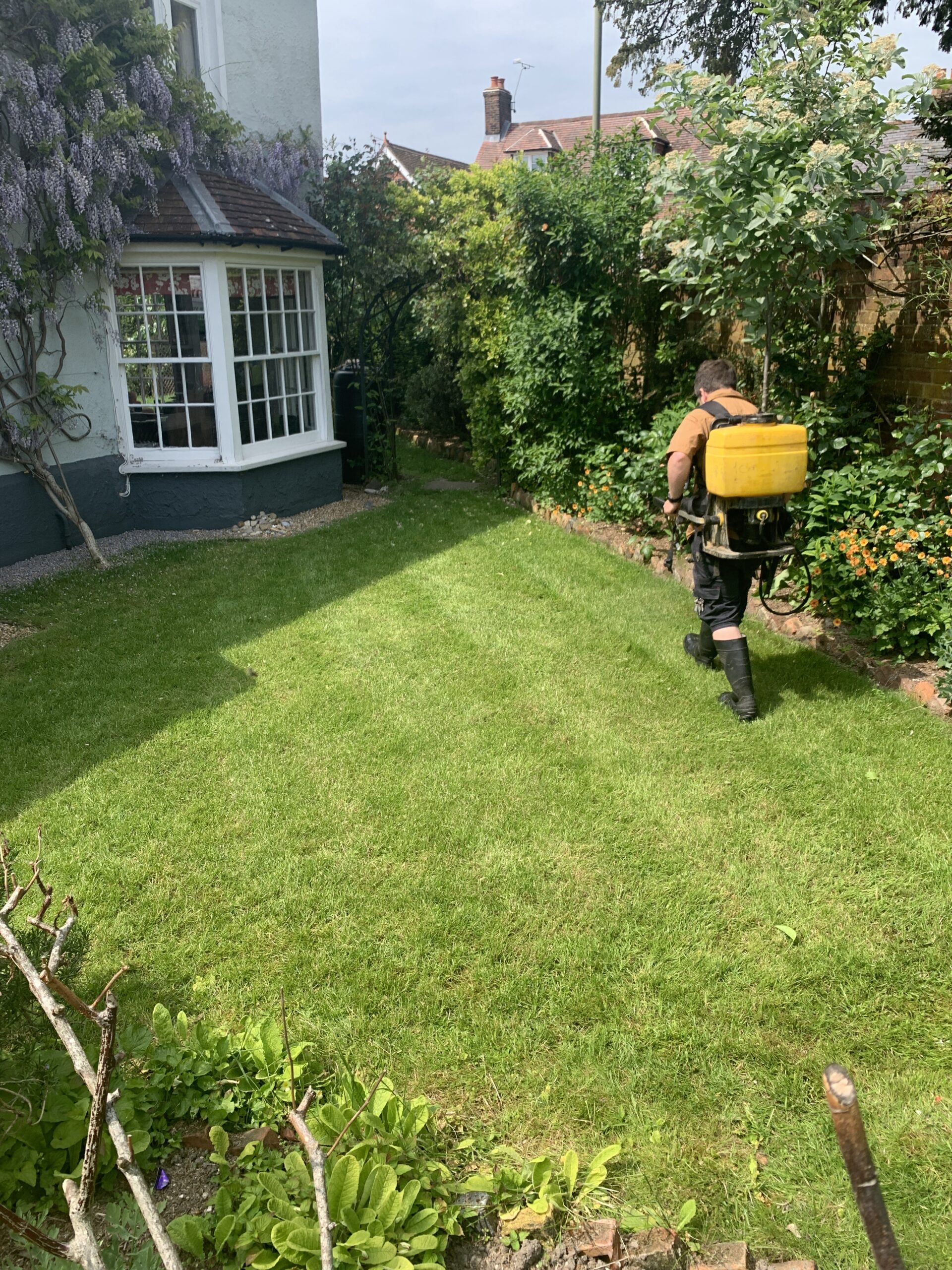 Shrekfeet technician applying selective herbicide treatment to a lawn