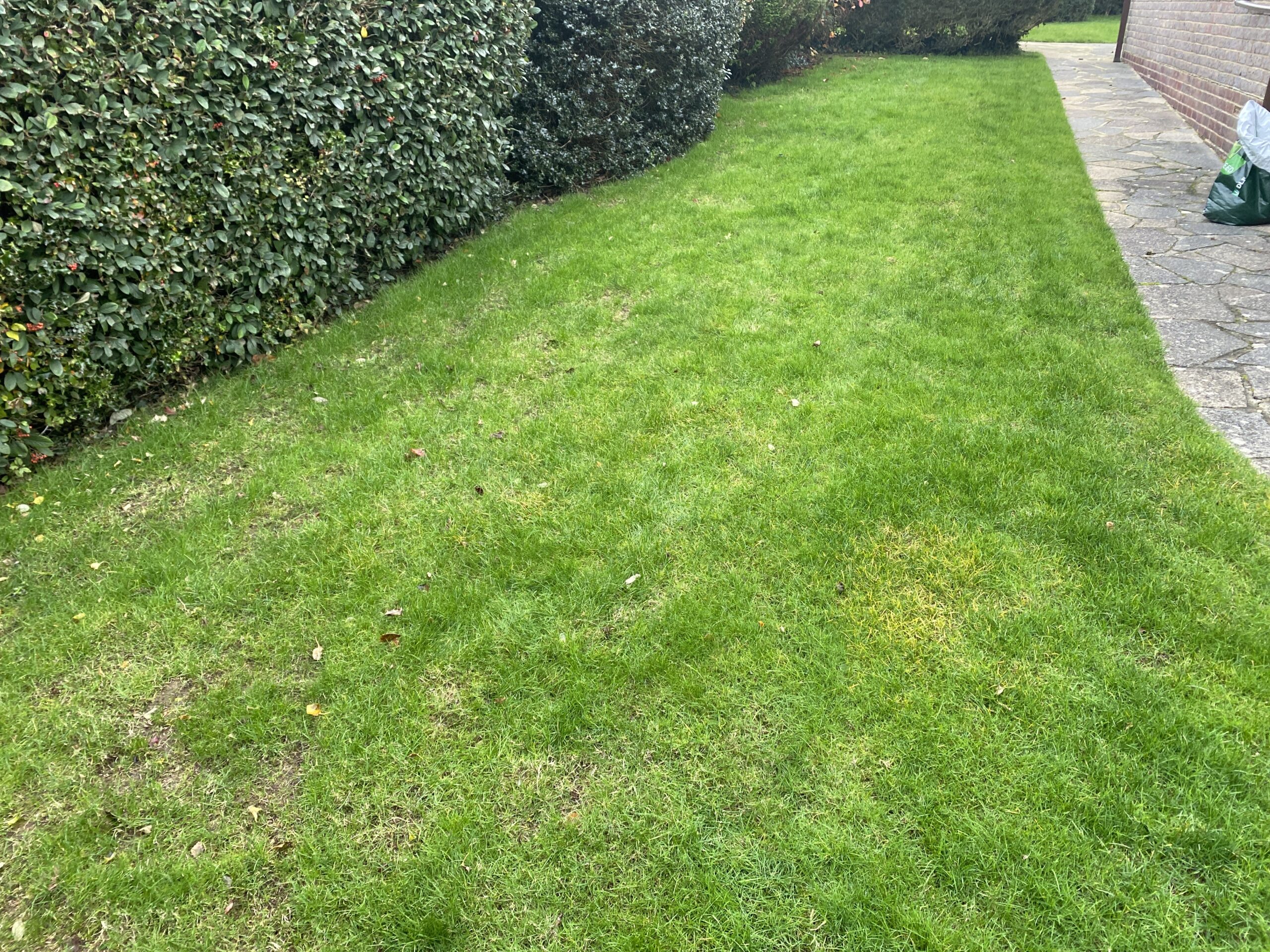 Residential lawn showing yellow and discoloured patches
