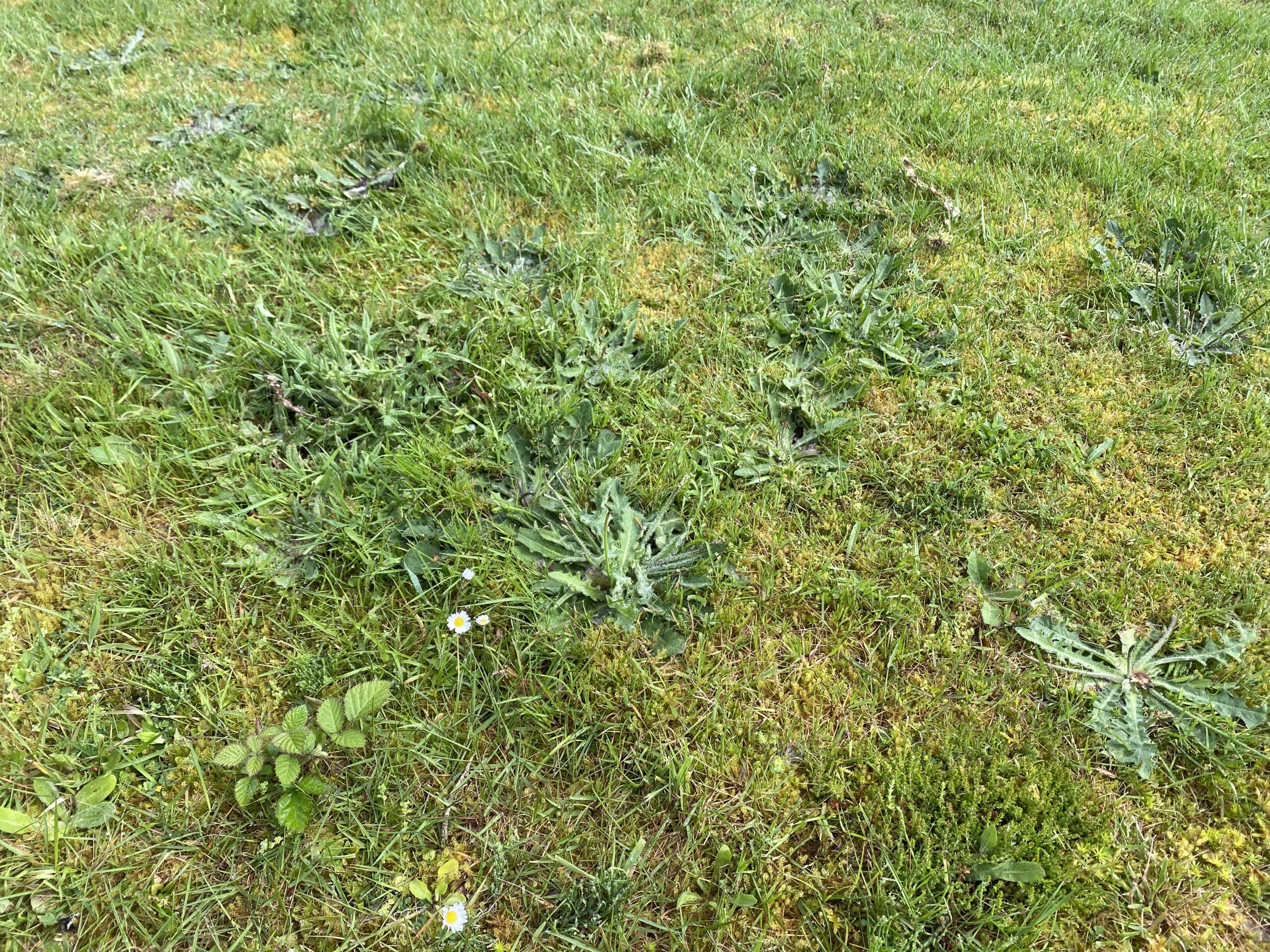 Lawn with broadleaf weeds visible between grass